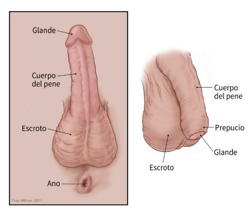 Punto. Anatomía pene