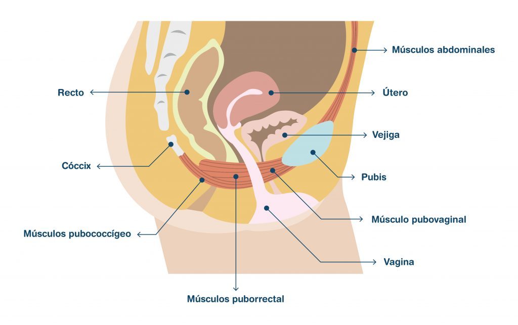 Suelo pélvico